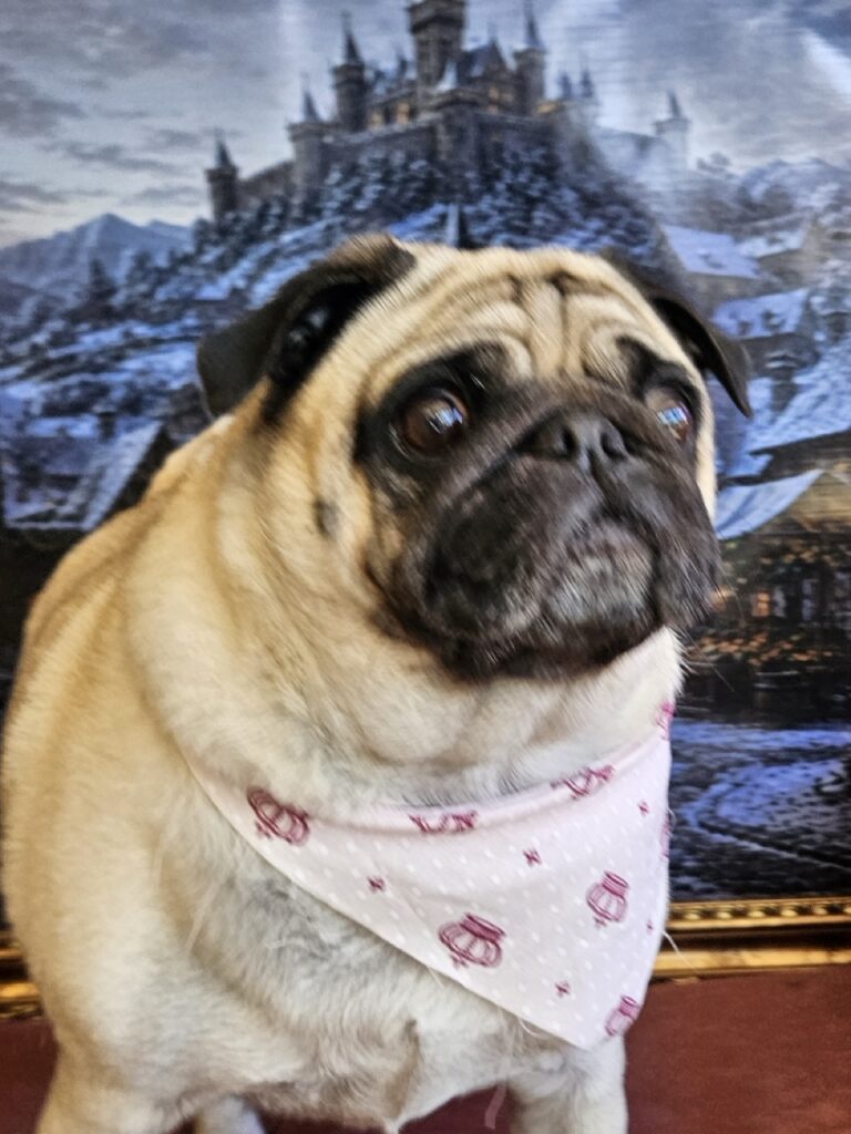 Maggie na Realeza Pets, foto 5