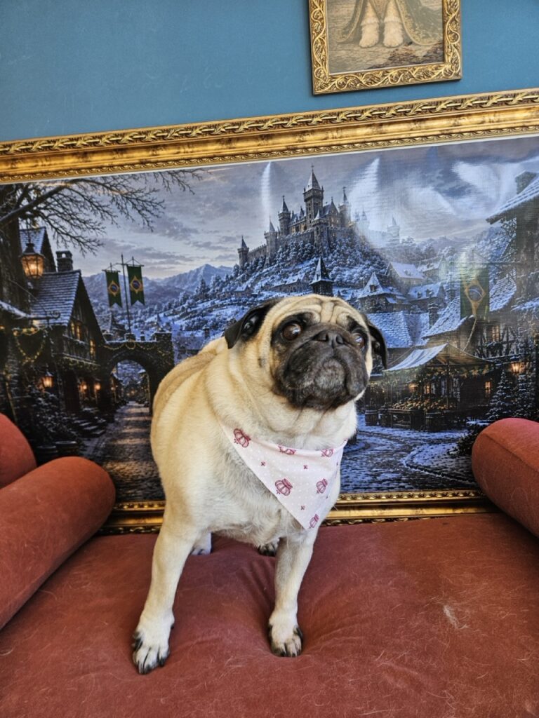 Maggie na Realeza Pets, foto 6