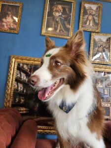 Maximus