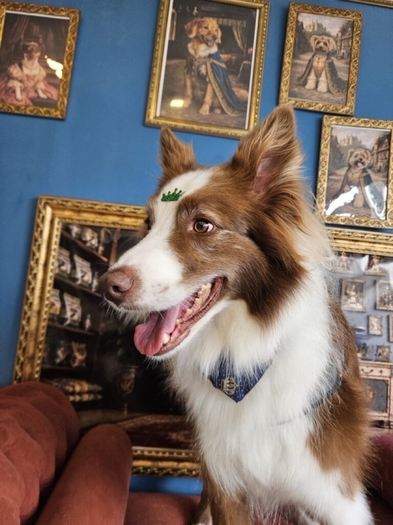 Maximus na Realeza Pets, foto 35