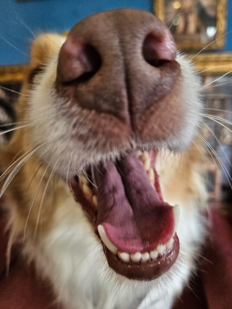 Bardo na Realeza Pets, foto 36