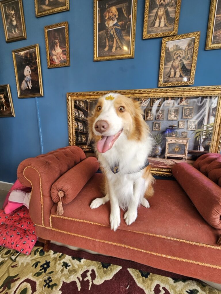 Bardo na Realeza Pets, foto 35