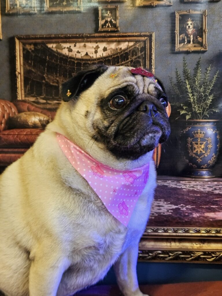 Maggie na Realeza Pets, foto 10