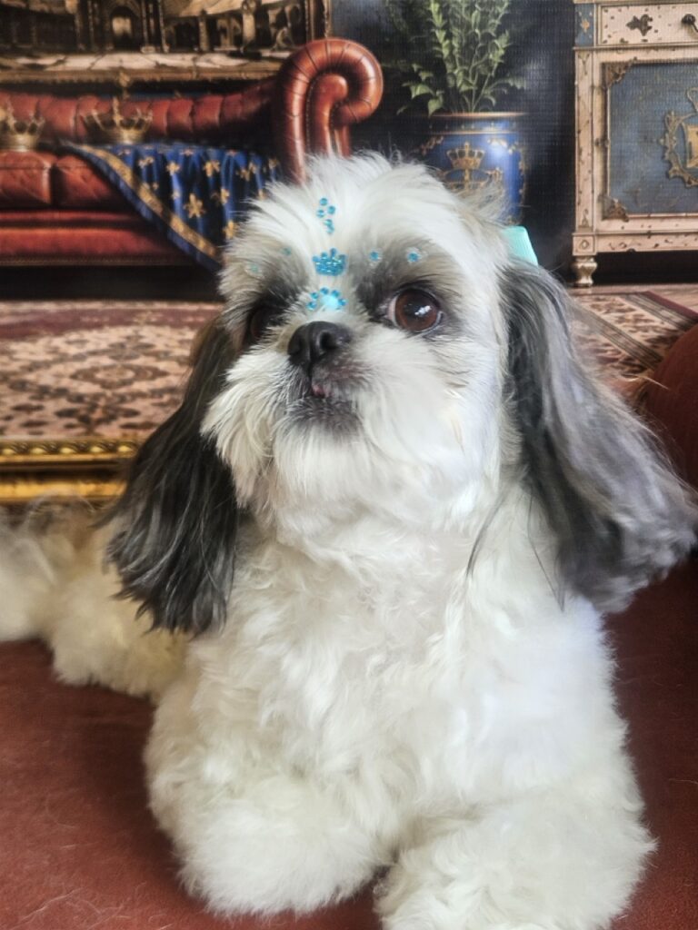 Luna na Realeza Pets, foto 40
