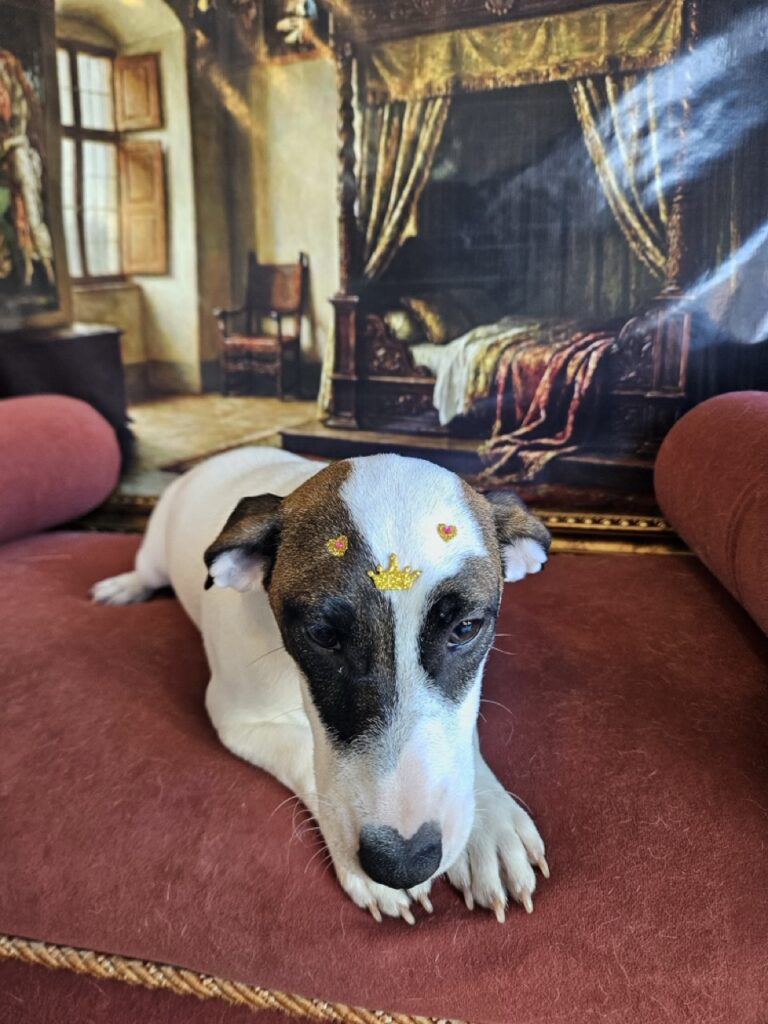 Lola na Realeza Pets, foto 6