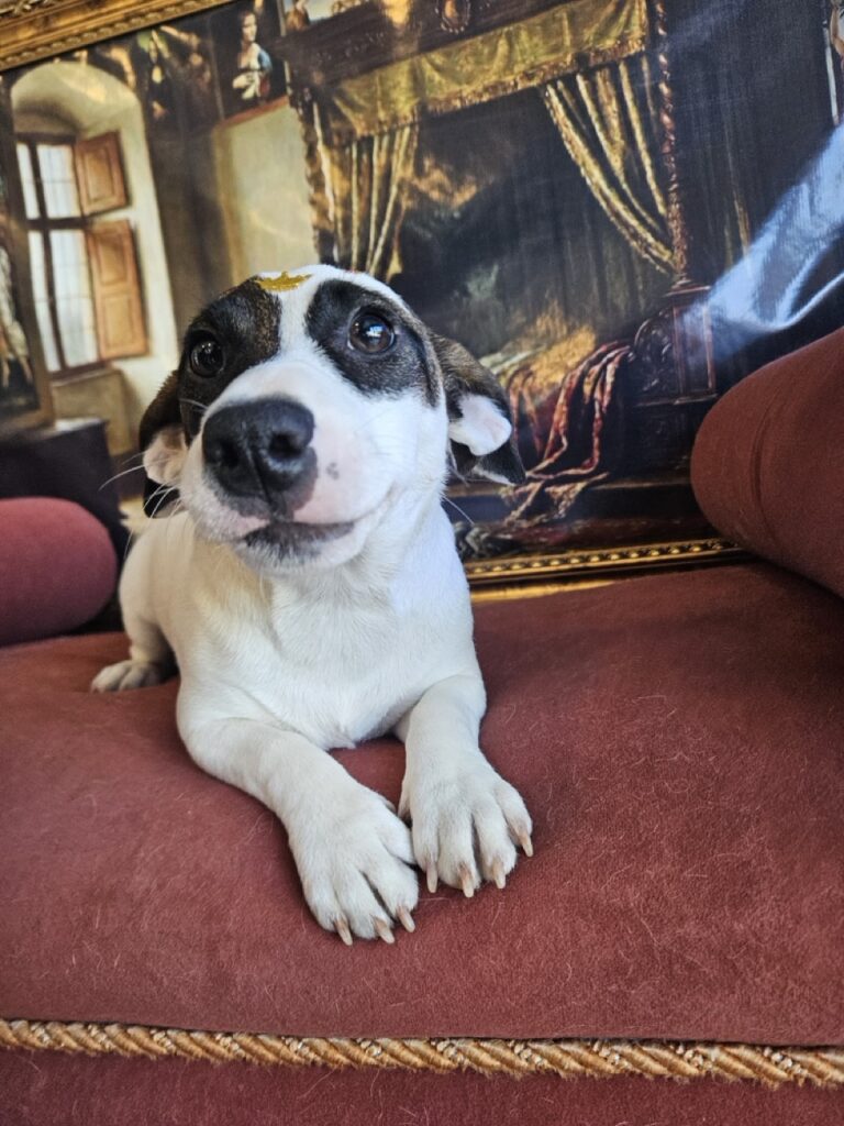 Lola na Realeza Pets, foto 5
