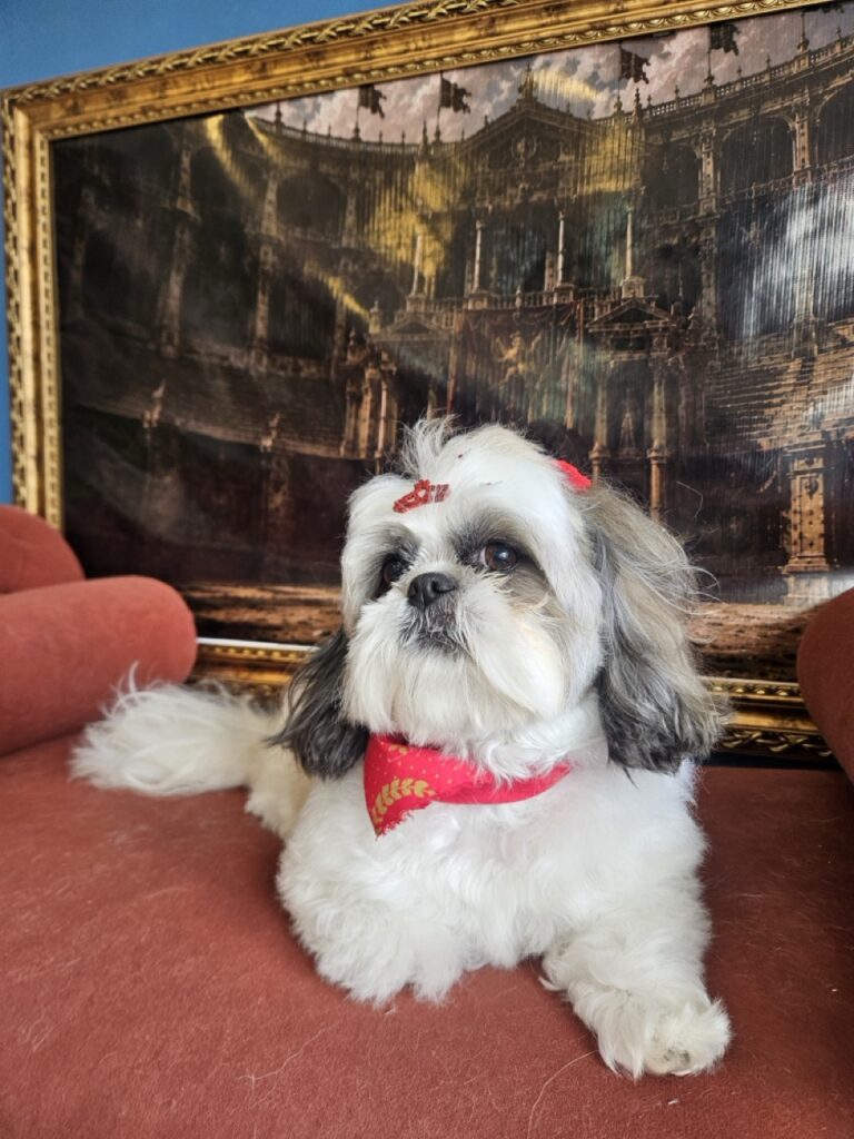 Luna na Realeza Pets, foto 32