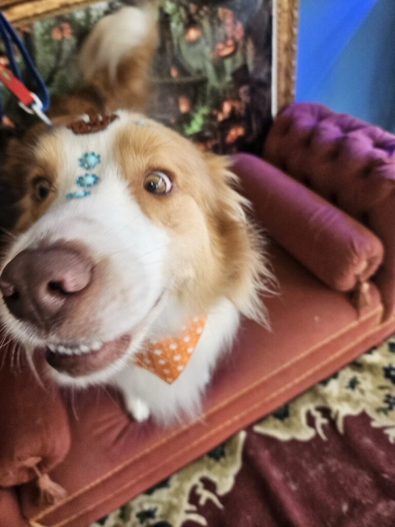 Bardo na Realeza Pets, foto 41
