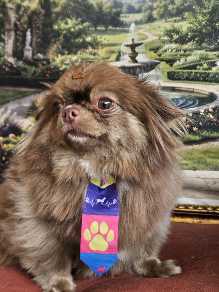 Foto de capa