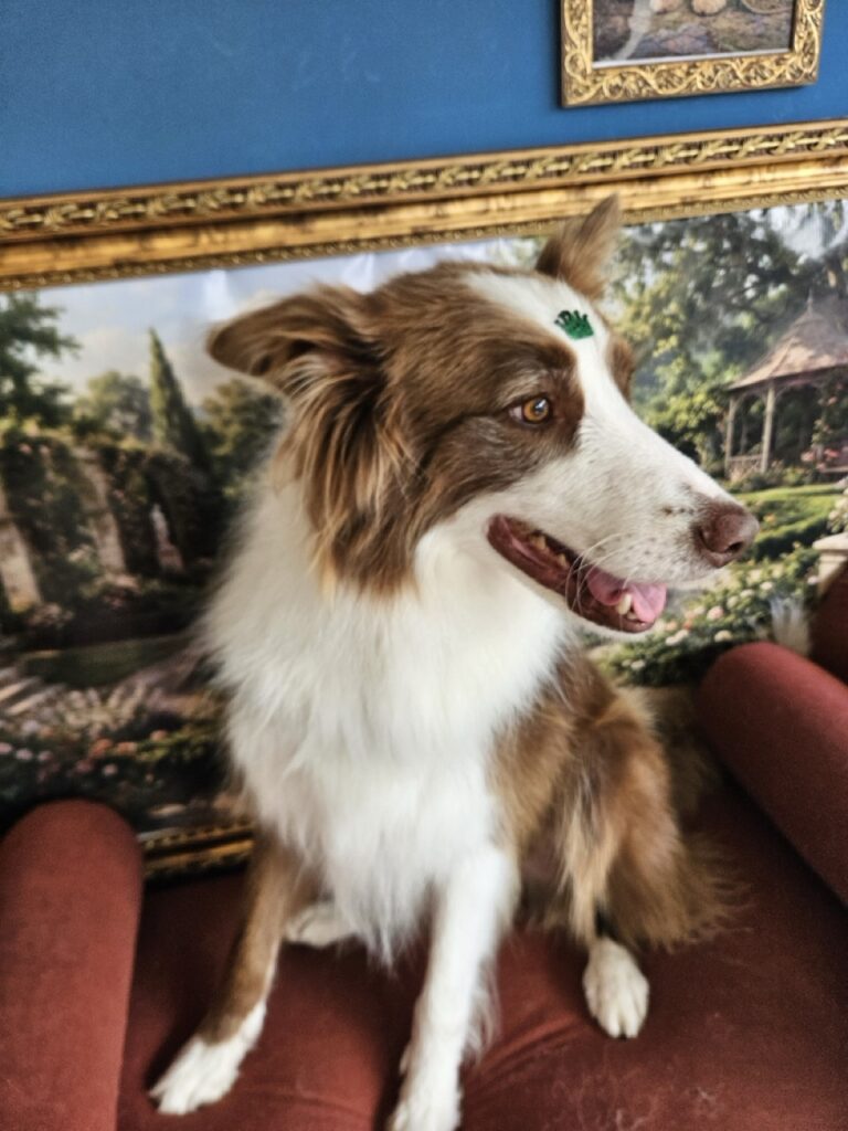 Maximus na Realeza Pets, foto 6