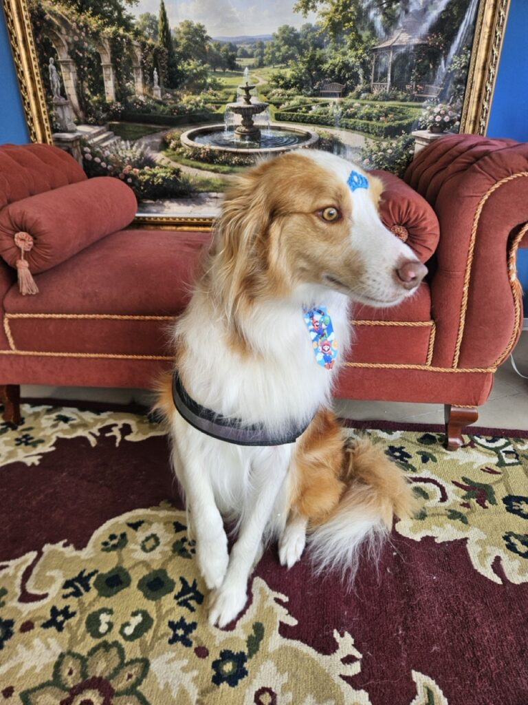 Bardo na Realeza Pets, foto 8