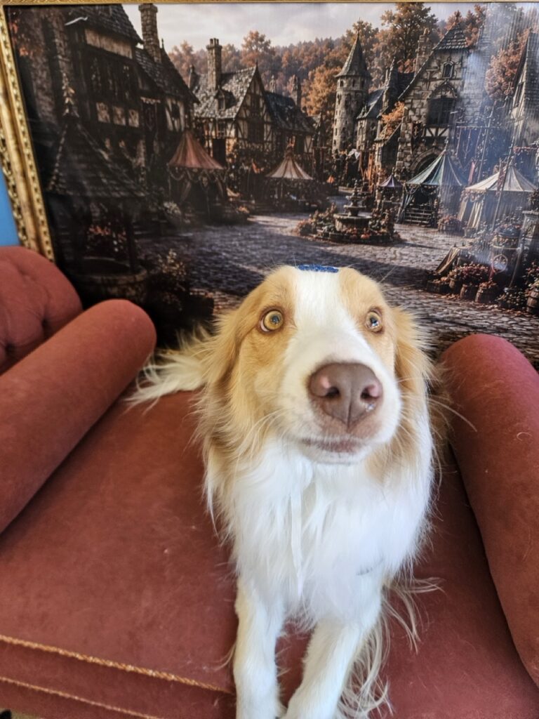 Bardo na Realeza Pets, foto 16
