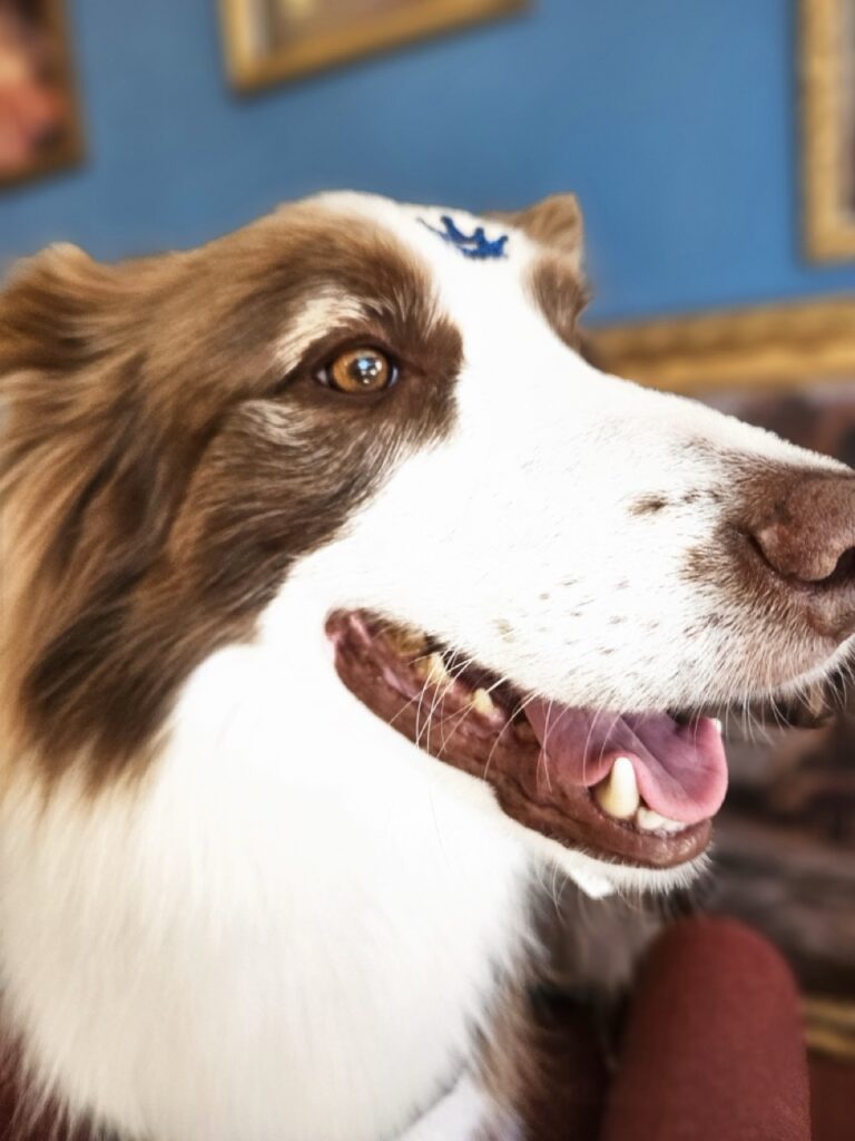 Maximus na Realeza Pets, foto 16