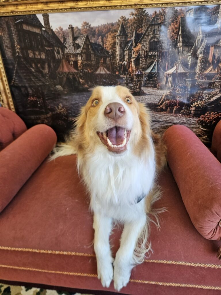 Bardo na Realeza Pets, foto 17