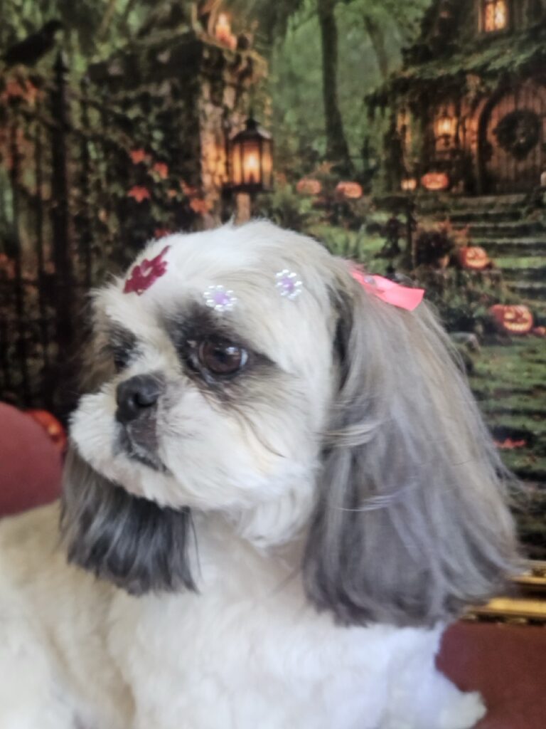 Luna na Realeza Pets, foto 50