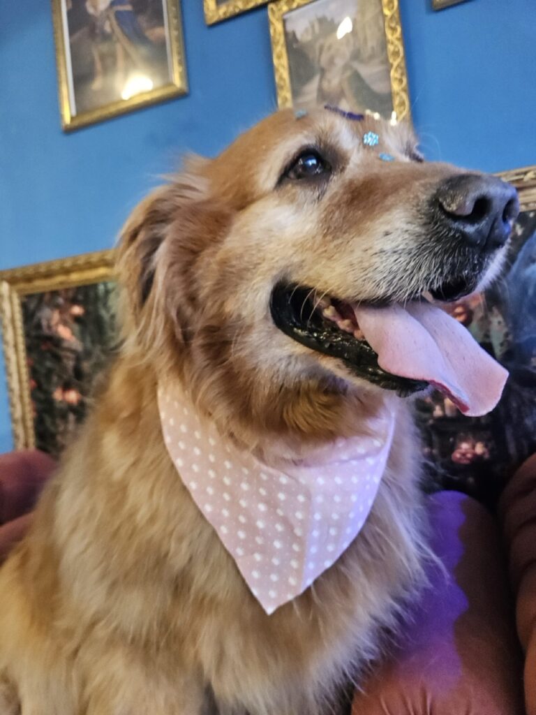 Meg, Golden Retriever atendido na Realeza Pets