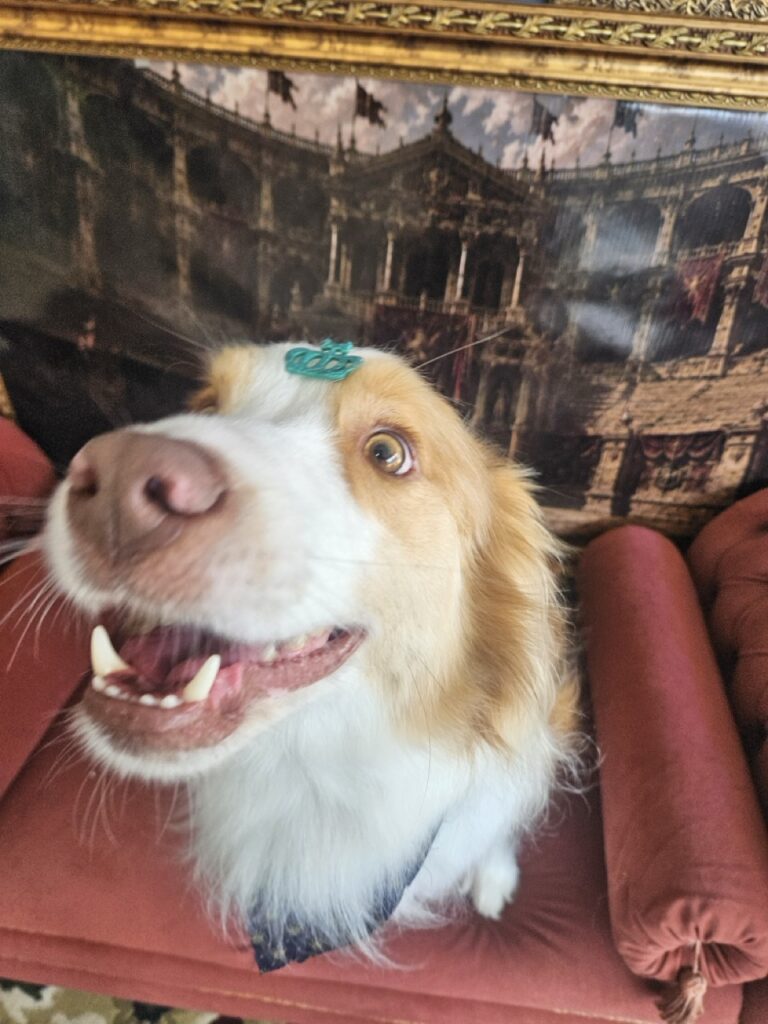 Bardo na Realeza Pets, foto 31
