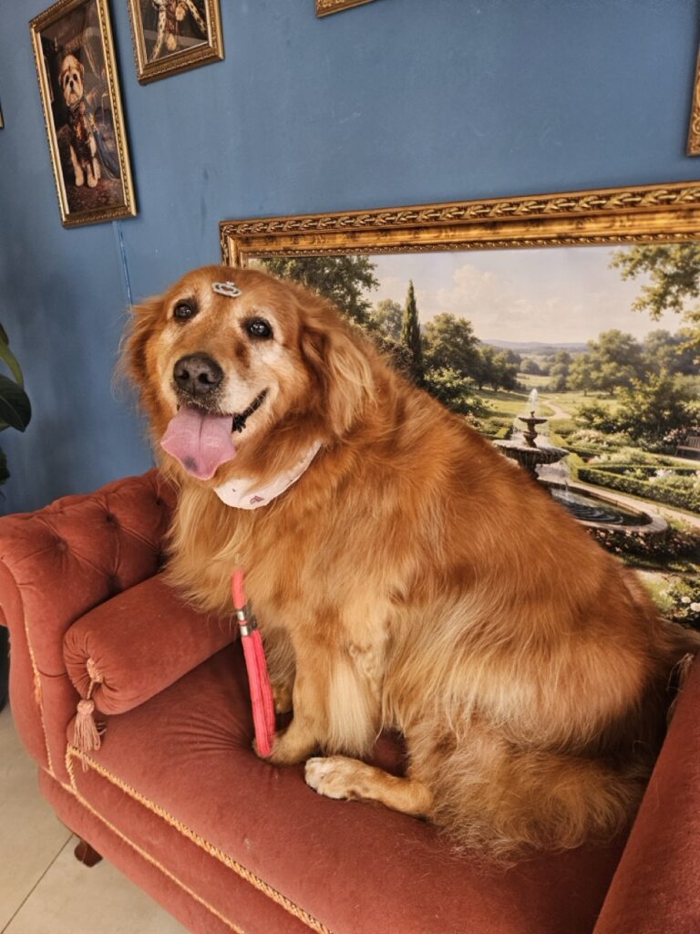 Meg na Realeza Pets, foto 5