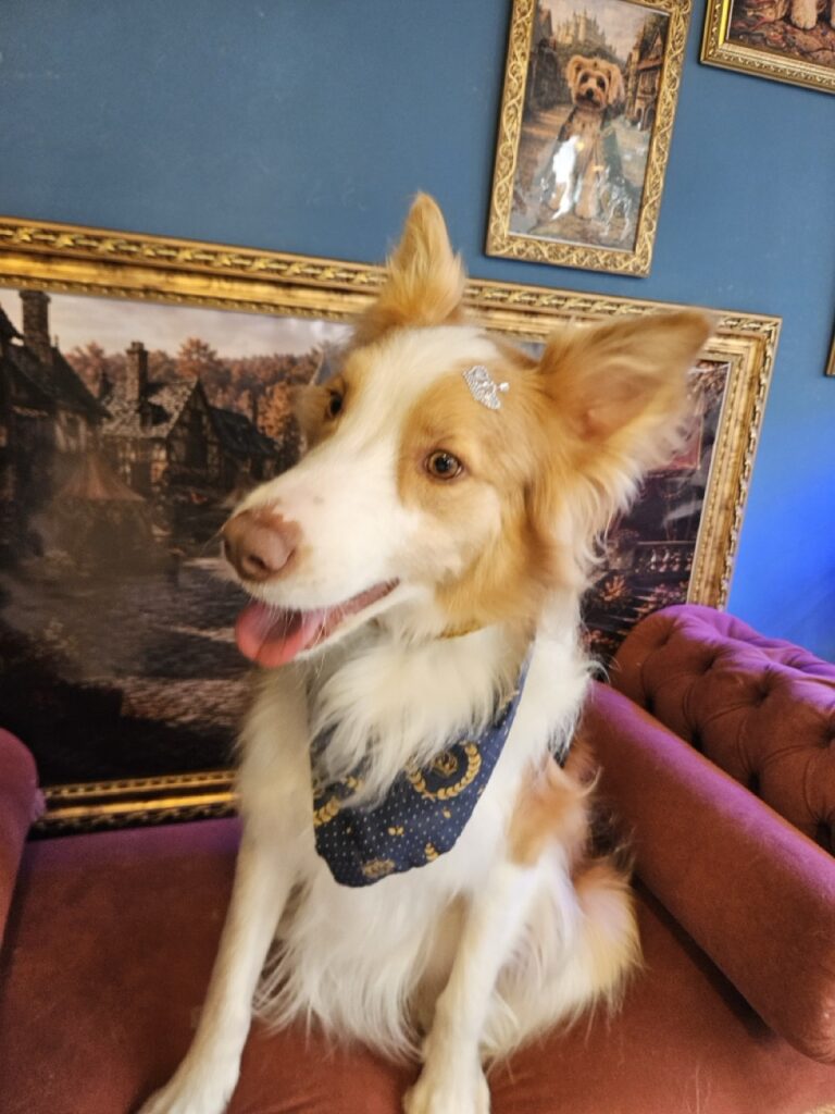Bardo na Realeza Pets, foto 18