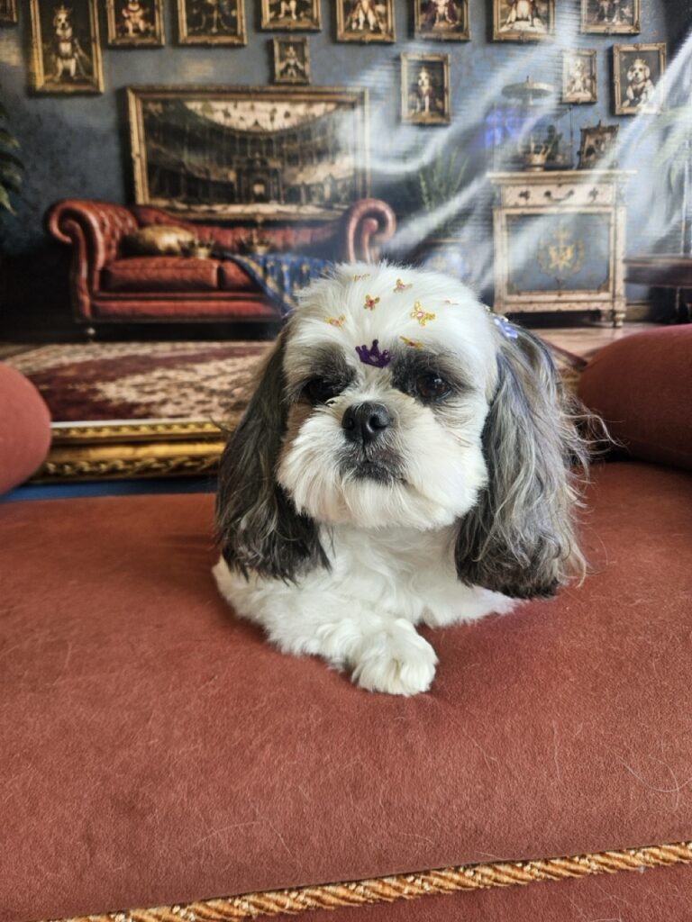 Luna na Realeza Pets, foto 43