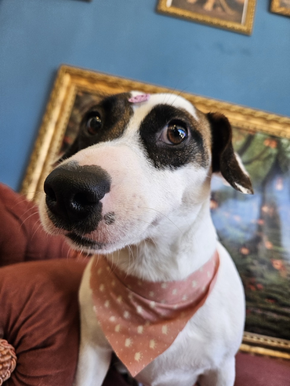Lola, Jack Russell atendido na Realeza Pets