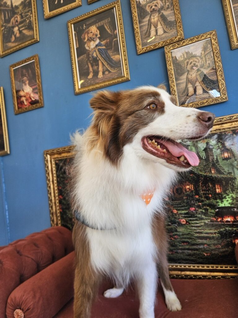 Maximus na Realeza Pets, foto 40