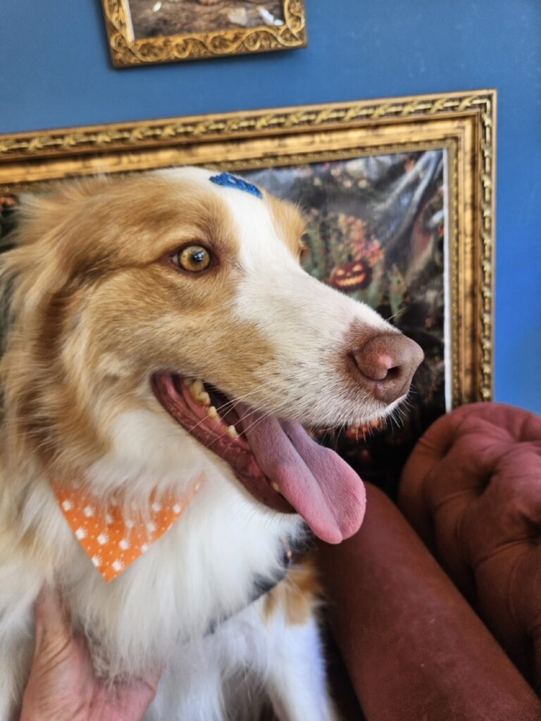 Bardo na Realeza Pets, foto 42