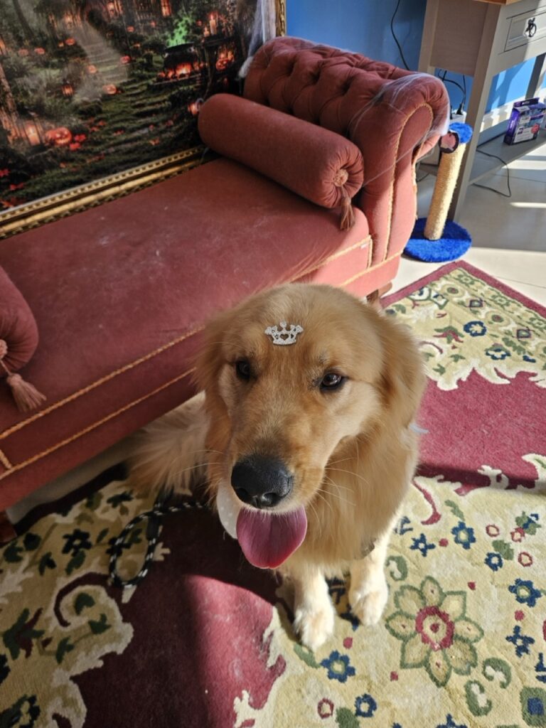 Bilbo, Golden Retriever atendido na Realeza Pets