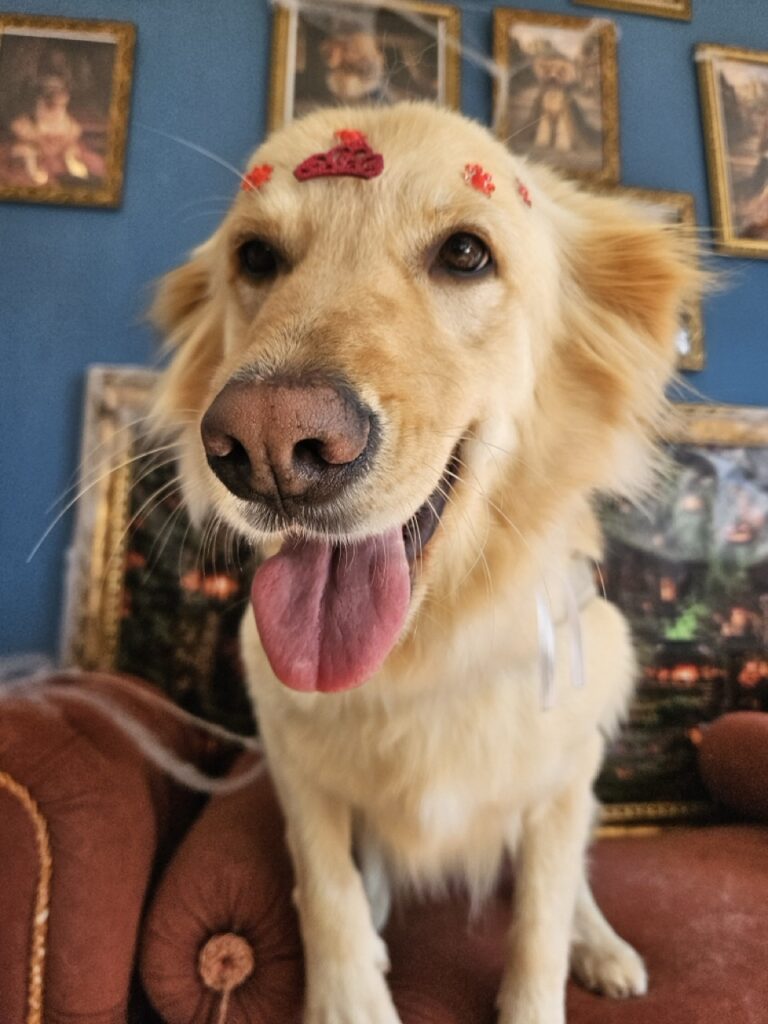 Akira, SRD atendido na Realeza Pets