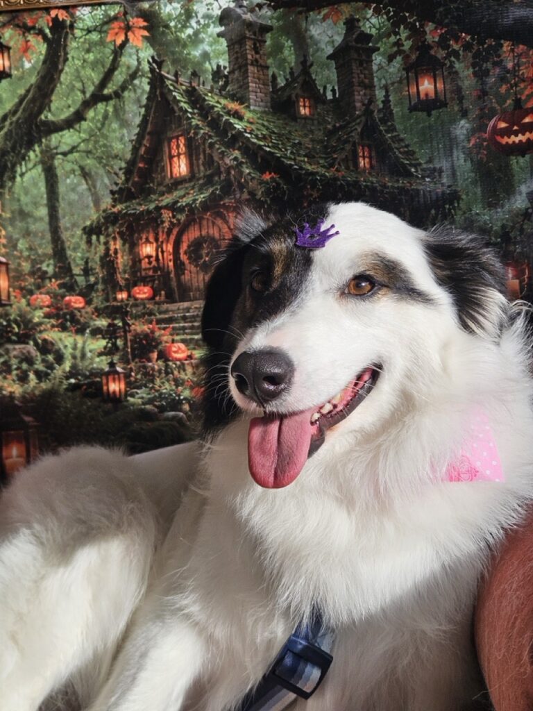 Lolla, SRD atendido na Realeza Pets