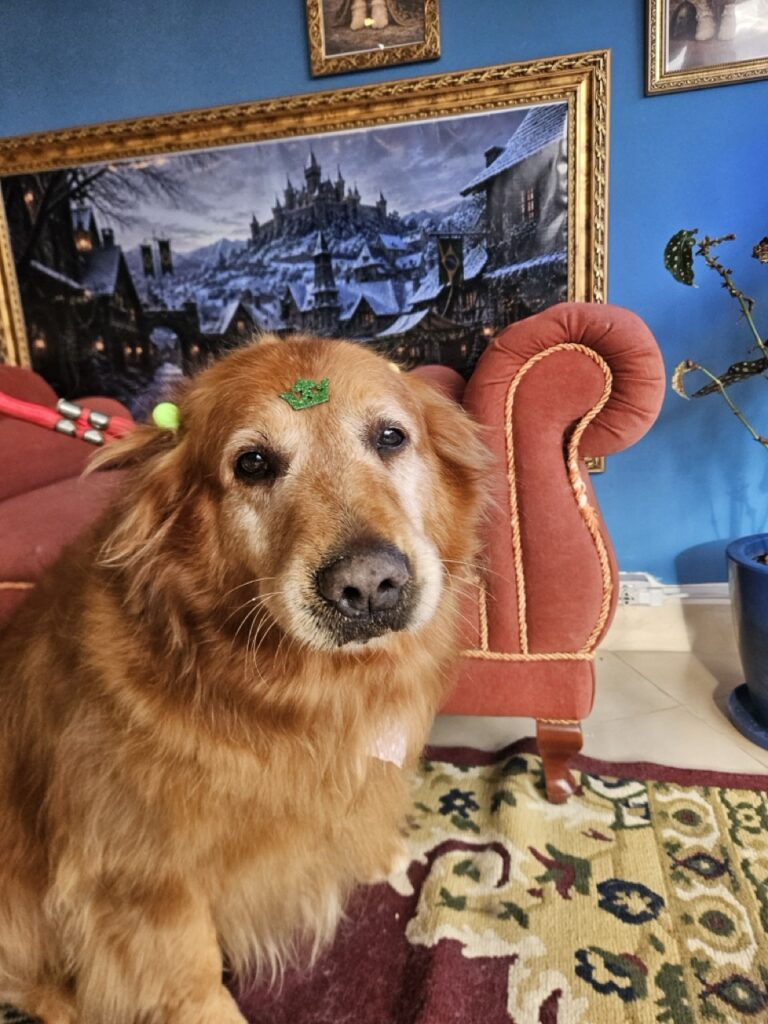 Meg na Realeza Pets, foto 6