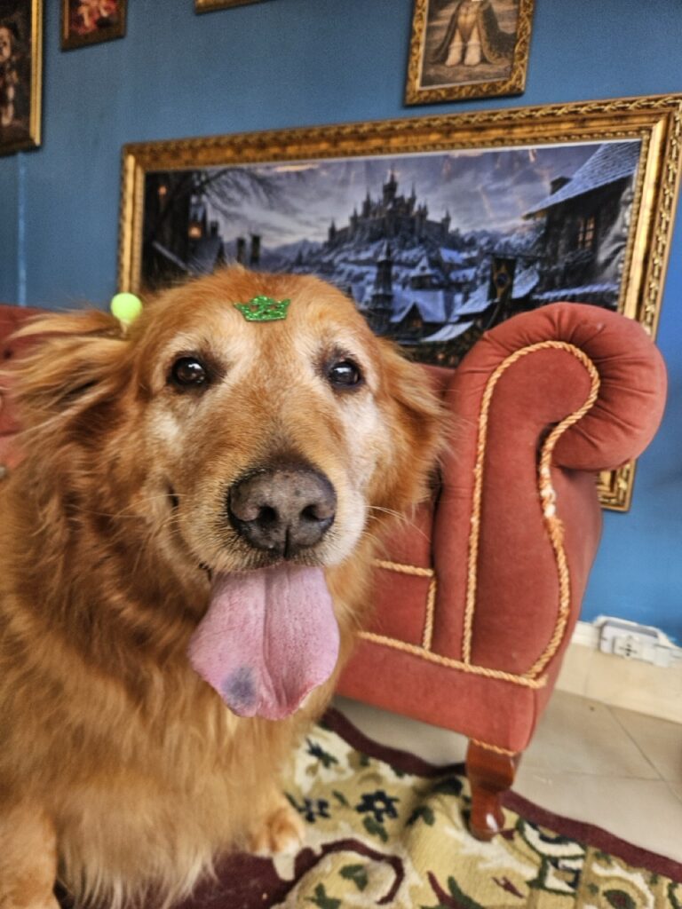 Meg na Realeza Pets, foto 7