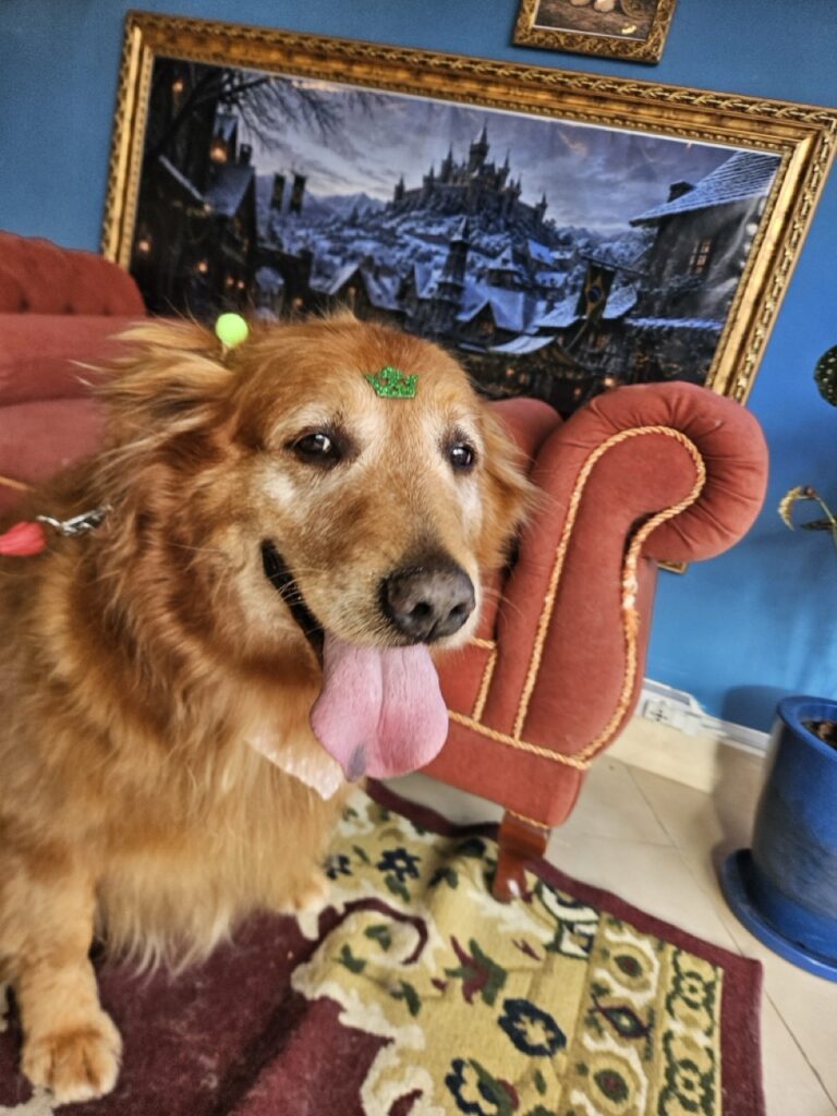 Meg na Realeza Pets, foto 8