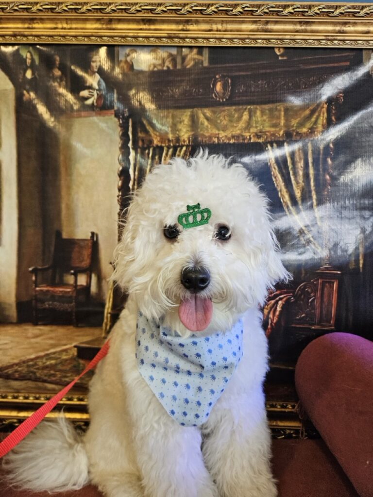 Dudu, Poodle atendido na Realeza Pets
