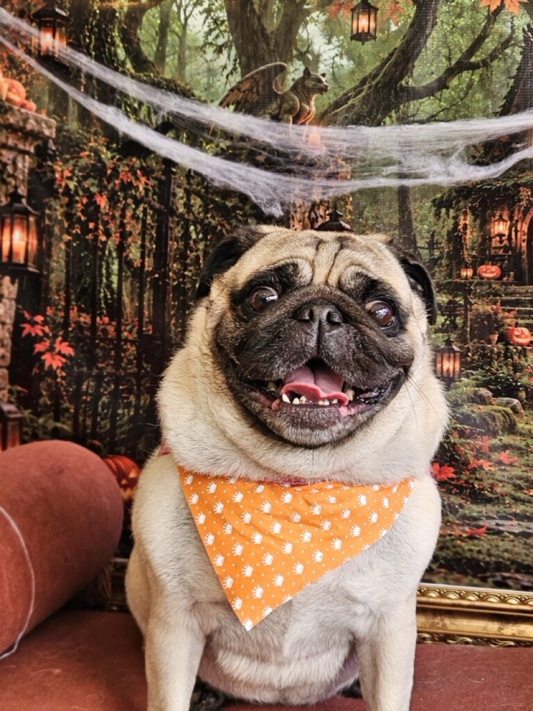 Maggie, Pug atendido na Realeza Pets