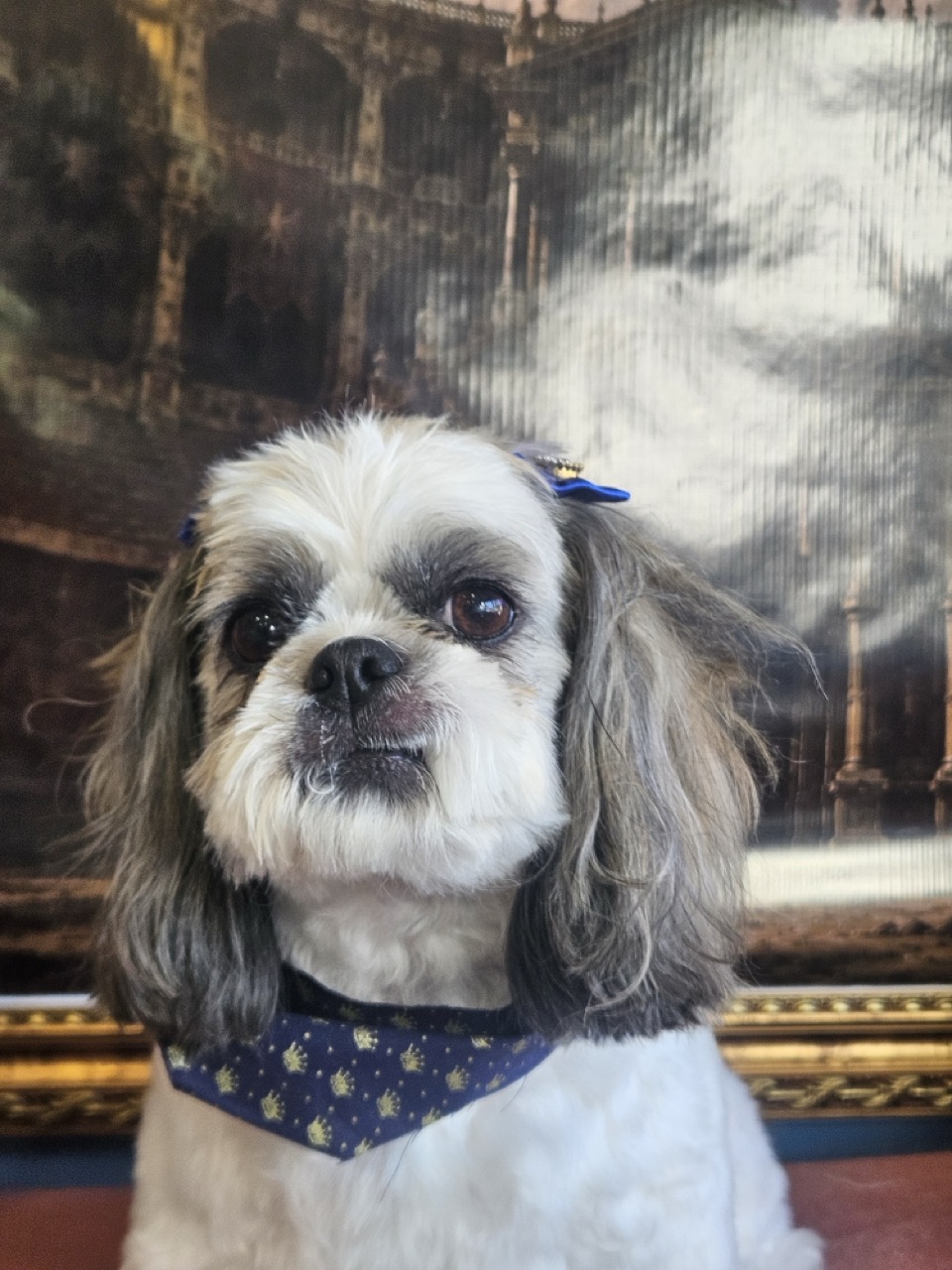 Tosa Tosa Bebê em Luna, Shih Tzu, feita na Realeza Pets