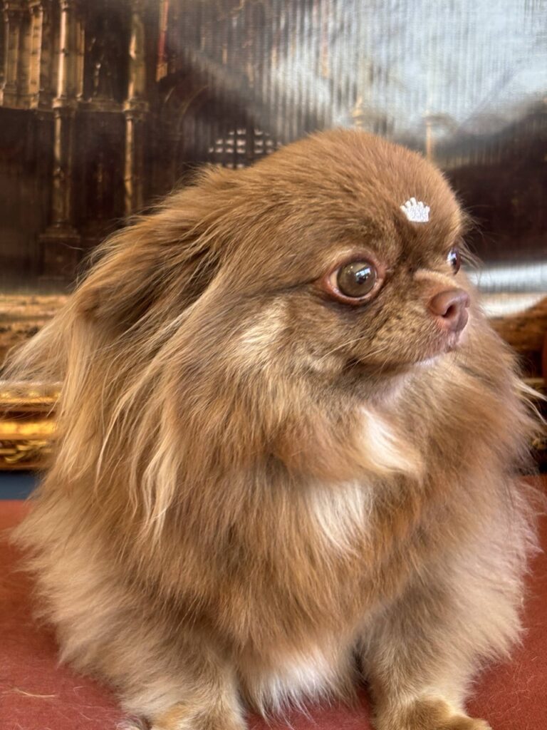 Baruk na Realeza Pets, foto 13