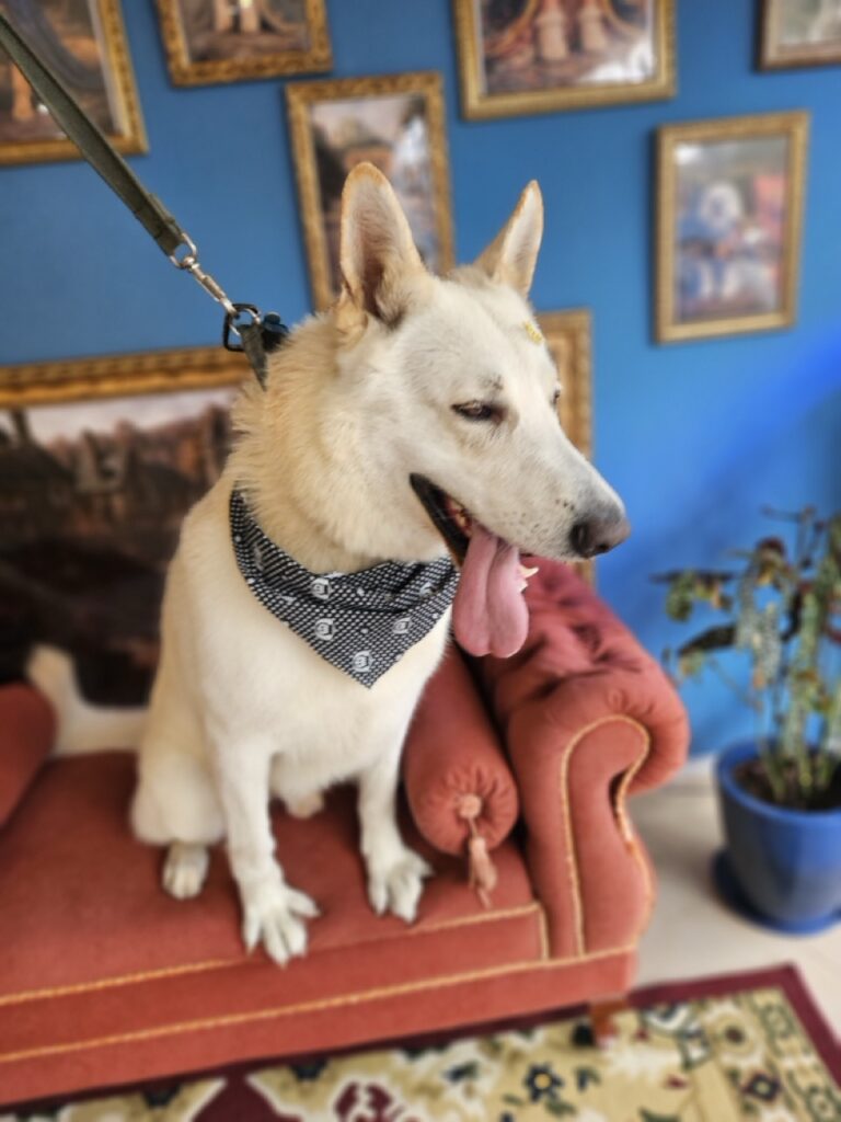 Nero na Realeza Pets, foto 5