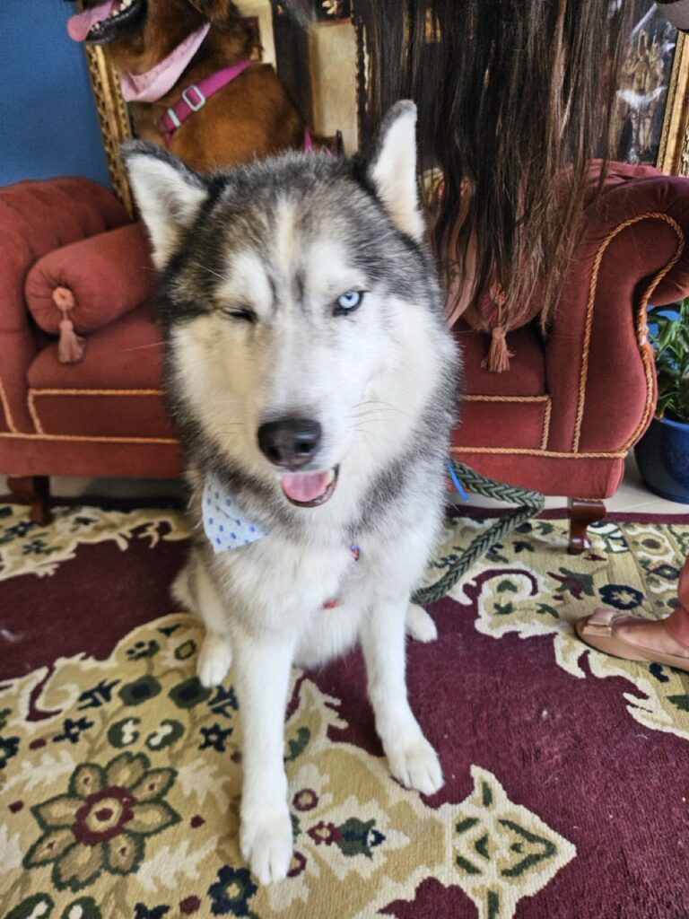 Jhon Snow, Husky Siberiano atendido na Realeza Pets