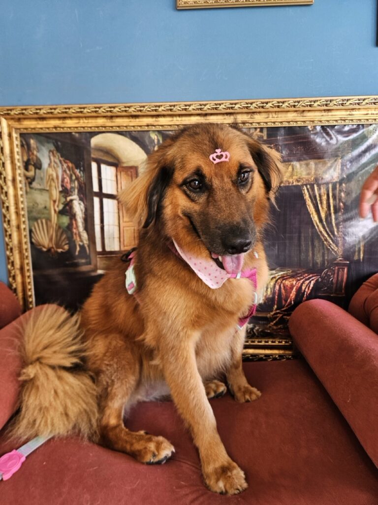 Chloe, SRD atendido na Realeza Pets