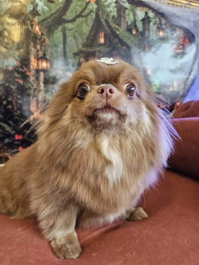 Baruk, Chihuahua atendido na Realeza Pets