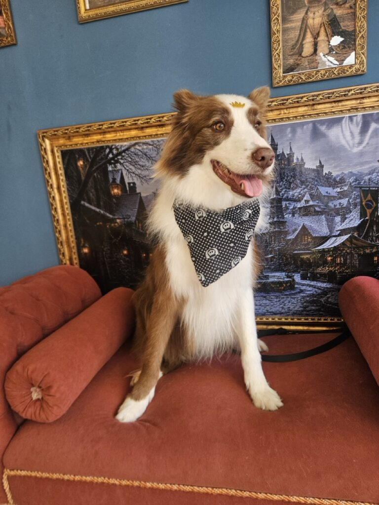 Maximus na Realeza Pets, foto 21