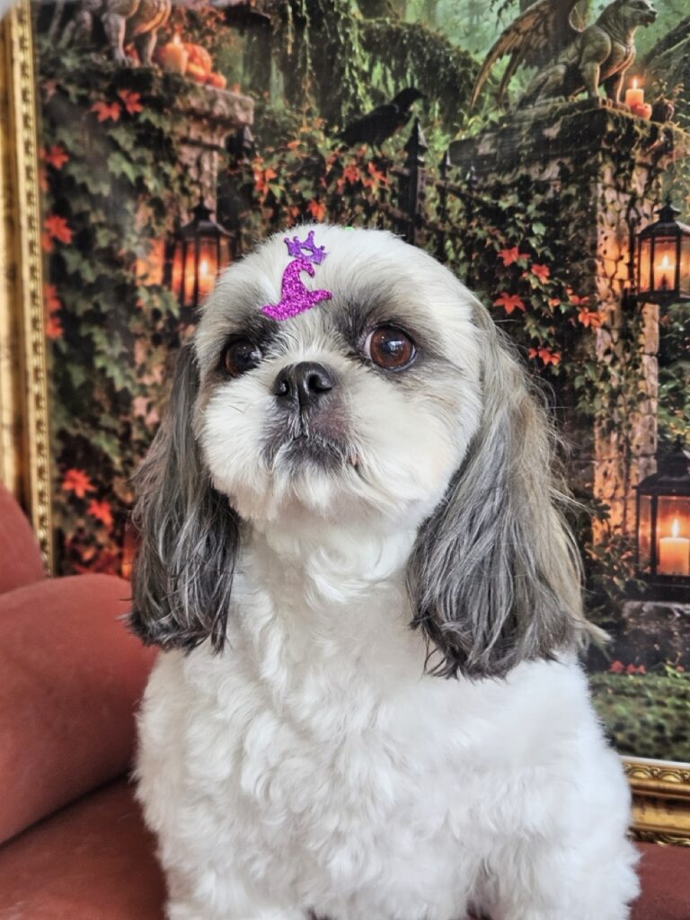 Luna, Shih Tzu atendido na Realeza Pets