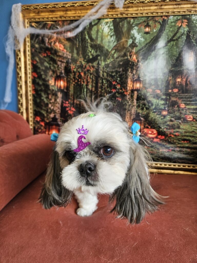 Luna na Realeza Pets, foto 53
