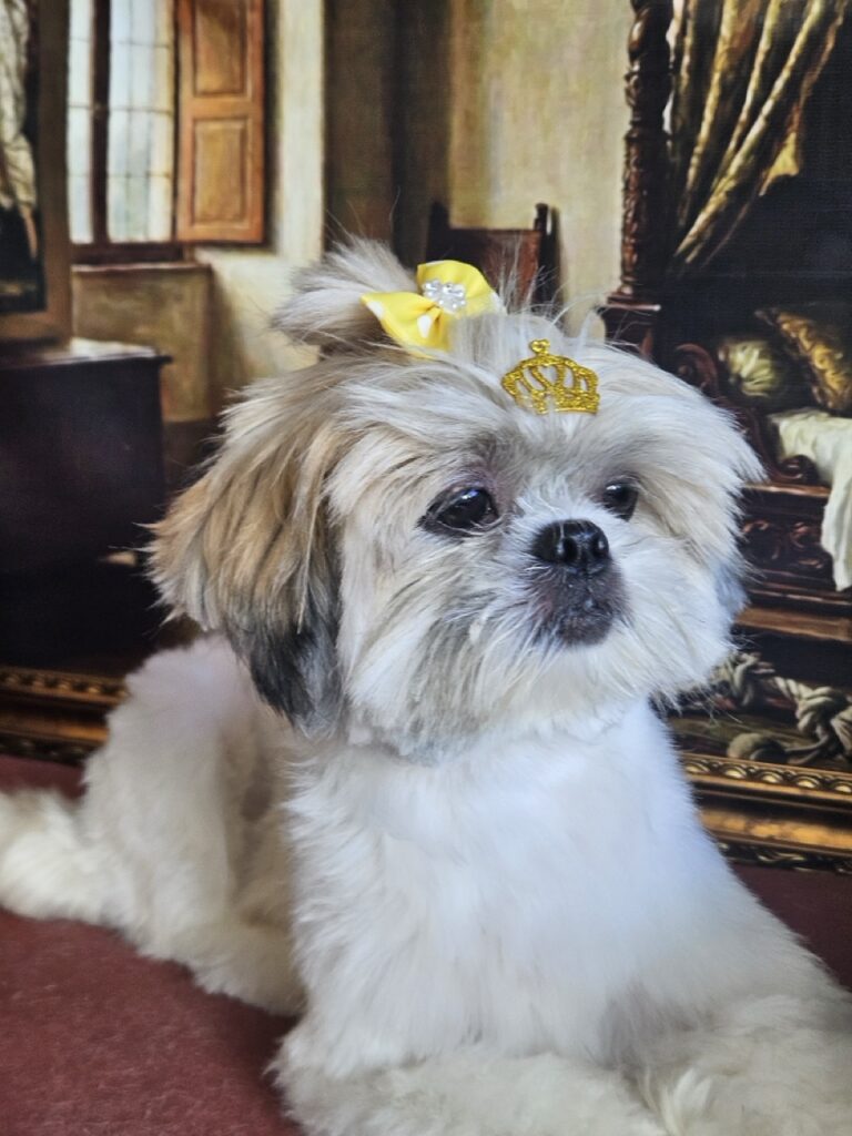 Milly na Realeza Pets, foto 5