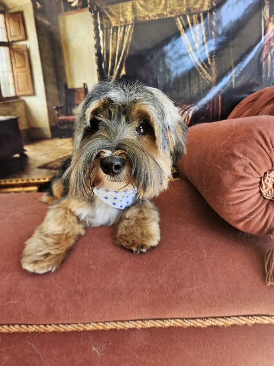Tosa Tosa da Raça em Simba, Yorkshire, feita na Realeza Pets