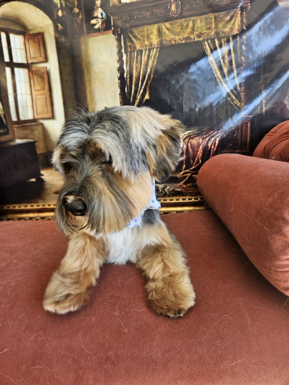 Tosa Tosa da Raça em Simba, Yorkshire, feita na Realeza Pets