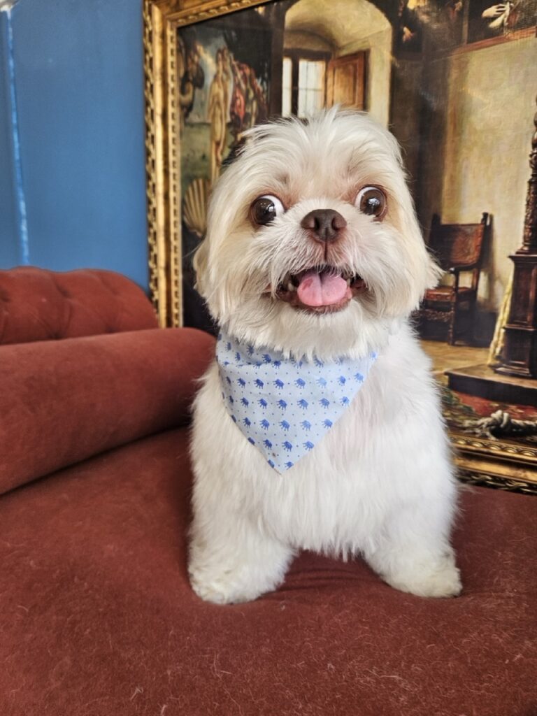 Billy, Shih Tzu atendido na Realeza Pets