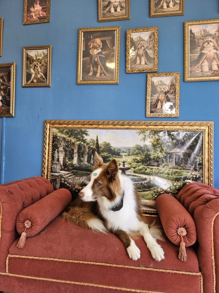 Maximus na Realeza Pets, foto 8