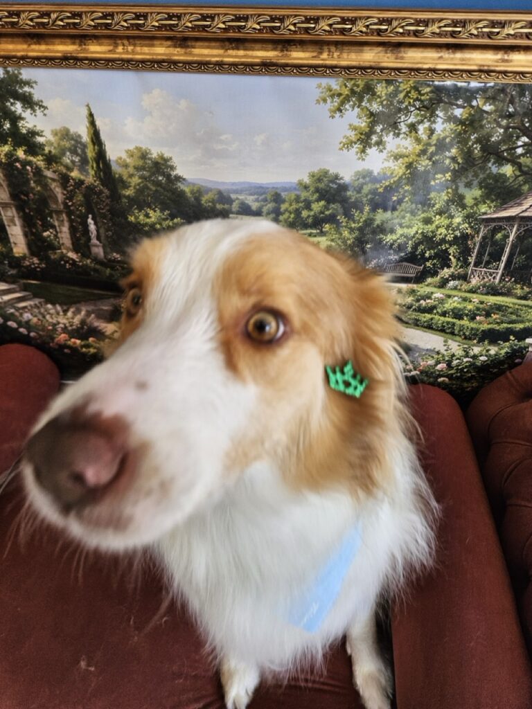 Bardo na Realeza Pets, foto 10